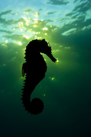 close-up-of-a-seahorse-swimming-in-the-sunset-this-won-the-silver ...