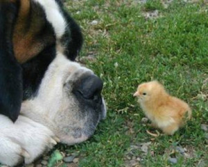 St. Bernard Being Gentle and Patient with Baby Chick. Picture from ...