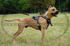 American Pit Bull Terrier Leather Dog Harness Custom