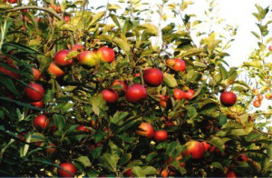 Hertfordshire Orchard Initiative's Apple Day is officially 21st ...