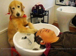Funny Dog Beauty Salon Funny Picture