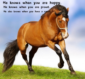 Sweet Horse Saying by Showjumper330