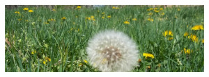 Dandelion Header for Facebook Page Timeline Wall. This works with ...