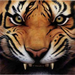 AM THE EYE OF THE TIGER: