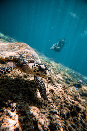 snorkeling with sea turtles turtle island bali