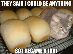 funny-cat-became-a-loaf-lolcat-pics-funny-cat-funny-cat-pictures-with ...
