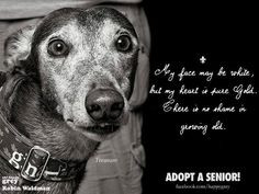 Old Dog Quotes