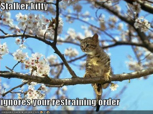 funny stalking quotes