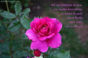 We Can Complain Because Roses Bushes Have Thorns