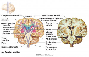 These are the the medulla oblongata reflex centers Pictures