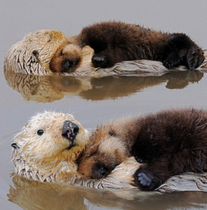 love otters and they love each other too. *
