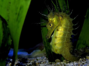 seahorse Images and Graphics