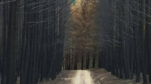The aftermath of the Sampson Flat fire. Picture: Advertiser.com.au ...