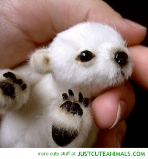 baby polar bear cub cute animals wild wildlife species planet earth ...