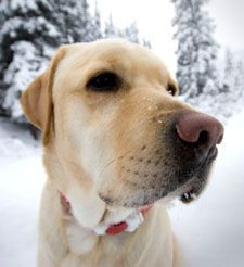 Ask the Vet: Winter Proofing Your Dog’s Paws | Cesar Millan - Cesar ...