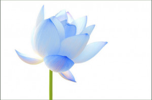 flower Lotus