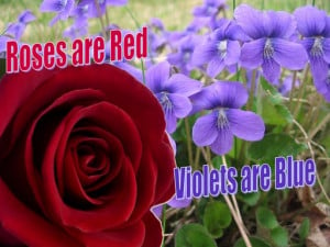 ... roses are red violets are blue has a new explanation the ph in violets