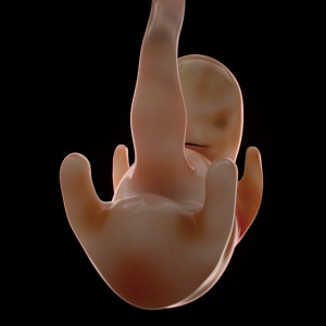 Human Embryo at 6 Weeks