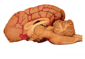 Related Pictures brain anatomy