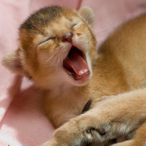 Funny pictures of people yawning Yawning funny pictures