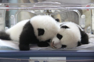 birth, black and white, cute, friend, panda