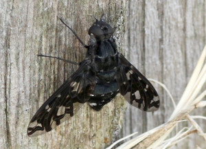 Bombus Flavifrons Dimidiatus