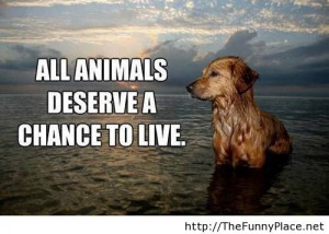 Quote+for+animals+lovers.+Quote+for+animals+lovers+http+thefunnyplace ...