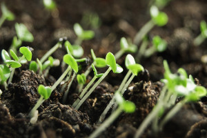 Rosengarten Classic. Originally Published: Rosengarten Report ...