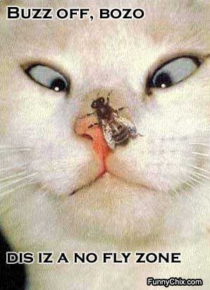best new funny pictures cat and a fly