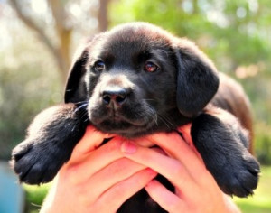 adorable-black-lab-cute-lab-pup-puppy-Favim.com-73021.jpg