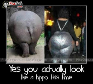 ... funny meme funny picture love hippo quote hippopotamus wallpapers with
