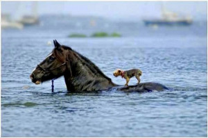 ... after a horse came to her rescue during her greatest time of need