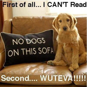 funny funny dog joke pic Funny Dog Pic of the Day