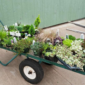 ... .bhg.com/gardening/container/plans-ideas/plant-a-fairy-garden/#page=3
