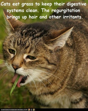 ... pic is yuck o eww but the facts are informative cat s eat grass facts