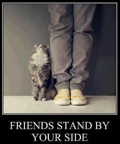 Friends stand by your side! --- #Animals #Cats #Kitty #Cat #Kittens # ...