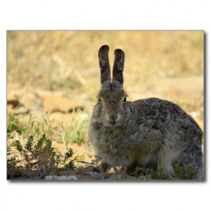 bunny angry bunny rabbit angry bunny rabbit angry bunny rabbit