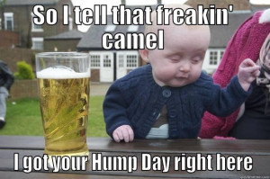 Hump Day Camel