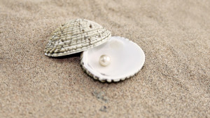 Home Browse All Clam Shell Pearl