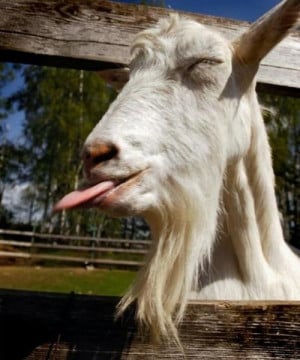 Funny Goat 03