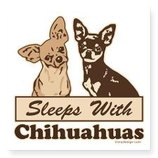 Sleeps With Chihuahuas Square Sticker 3