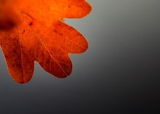 > Nature > Autumn > autumn season quotes 1600x1200 wallpaper Nature ...