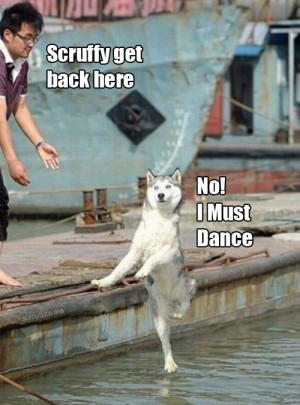 Funny dancing cat