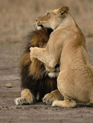 Lion and Lioness Love!