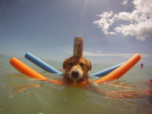 beer-dog-beach-water-sea-13868951820.jpg