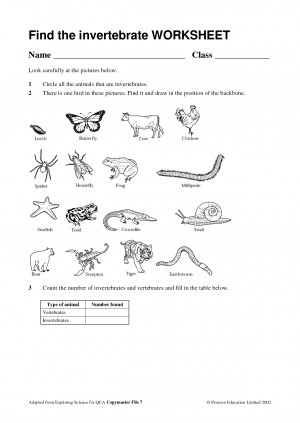 Invertebrates And Vertebrates Animals For Kids