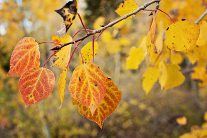 Big Tooth Aspen Leaf Macro