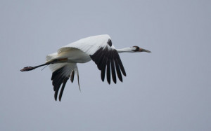 These are the whooping cranes flying Pictures
