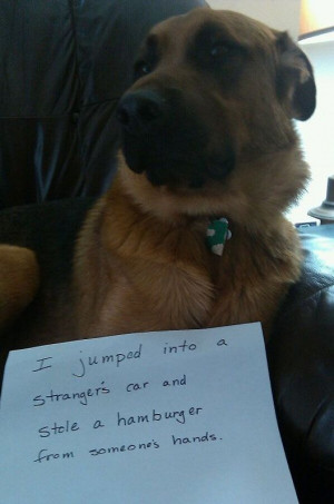 Dog Shaming - admission of vehicle burglary and hamburger theft ...