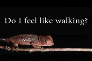 funny-gif-chameleon-walking